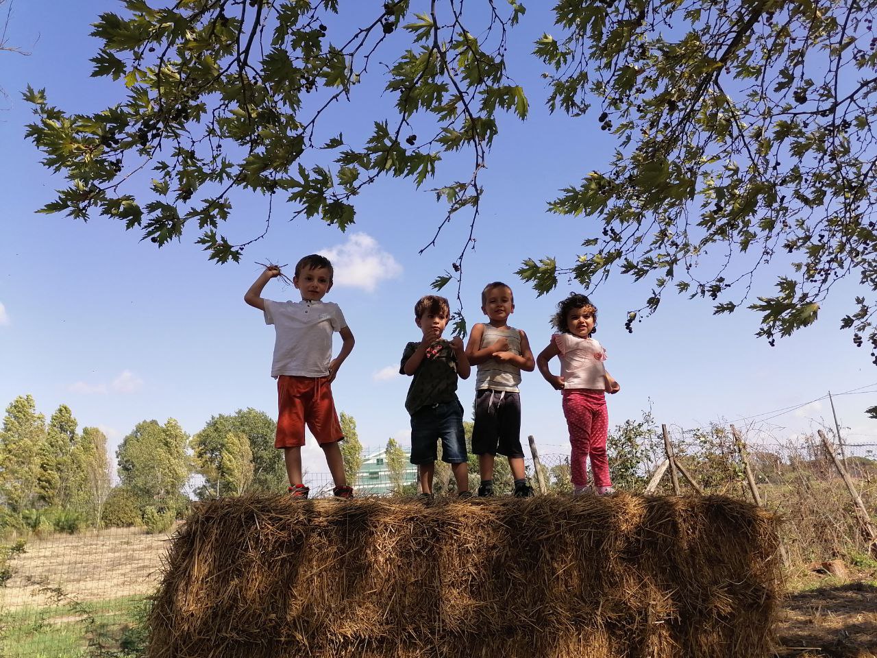 Quattro bambini in piedi su una balla di fieno sotto un albero